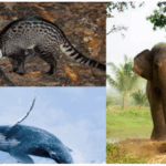 பெண்களிடமிருந்து கைப்பேசியை பறித்த இளைஞர்கள் வவுனியாவில் சம்பவம்